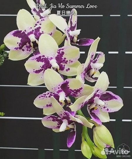 Ароматные орхидеи
