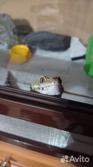 Эублефар самец