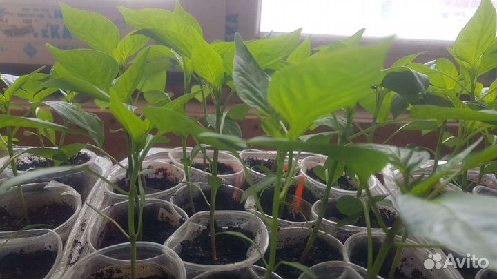 Рассада помидор перца баклажан