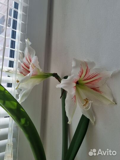 Гиппиаструм