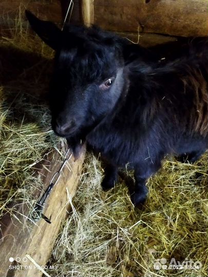 Козел на вязку