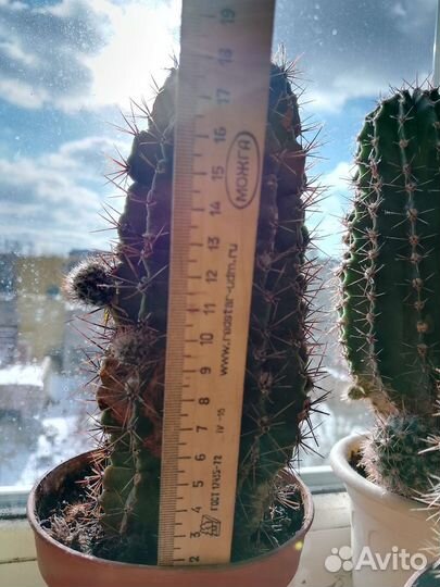 Кактусы и скуленты