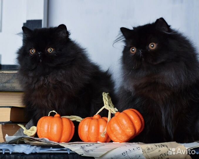 Черная Мамба