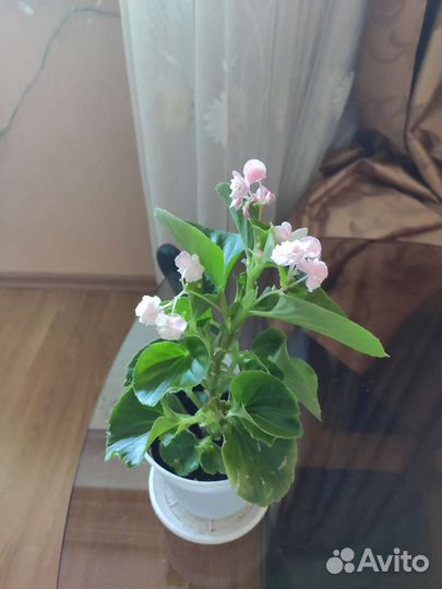 Бегония вечноцветущая махровая