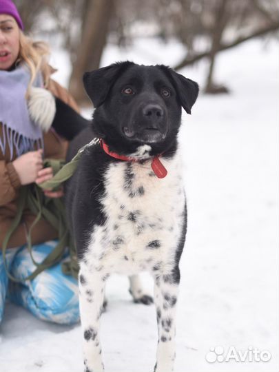 Красивый пес ищет дом