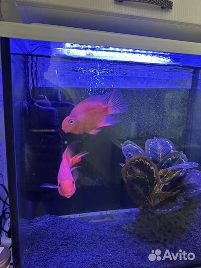 Аквариум готовый с попугаями