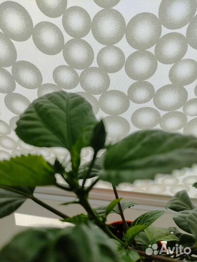 Гибискус китайская роза