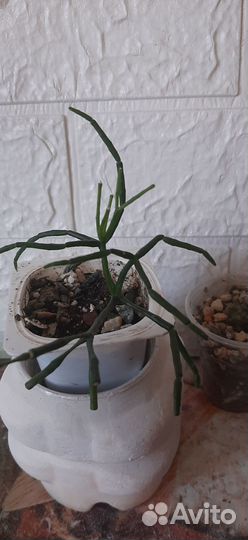 Продам цветы комнатные