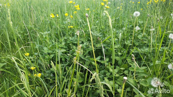Идеальная луговая трава сено