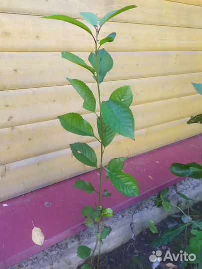 Саженцы вишни родительской сладкой