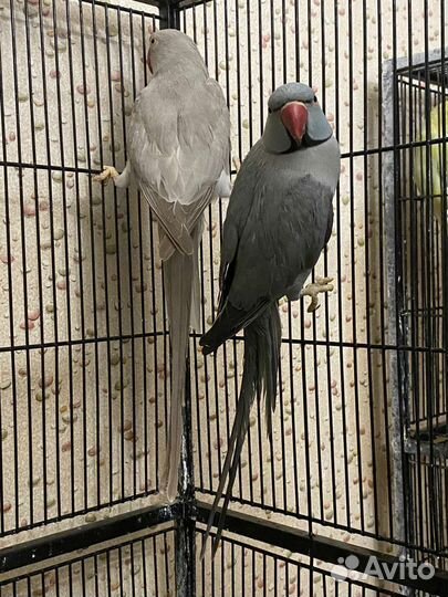 Ожереловые попугаи