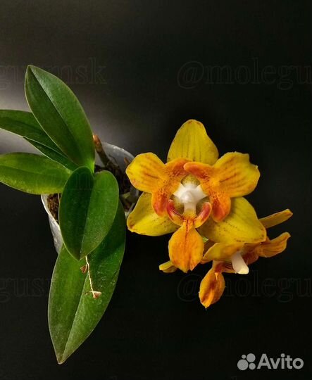 Цветущие фаленопсисы Black Piano/Broter princess