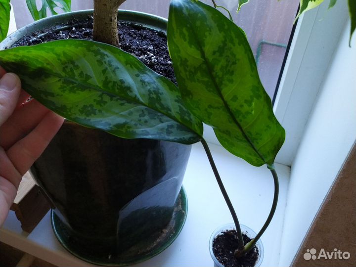 Аглаонема Силвер квин