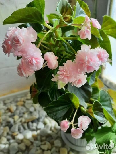 Бегония вечноцветущая махровая