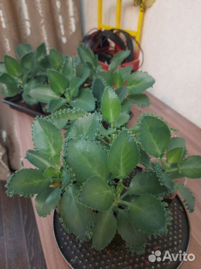 Комнатные цветы каланхоэ