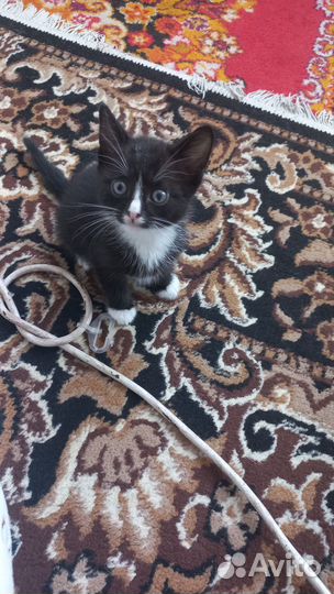 Отдам в добрые руки