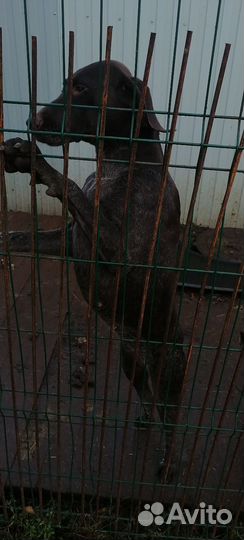 Отдам курцхааров