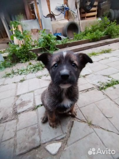Отдам щенков в добрые руки
