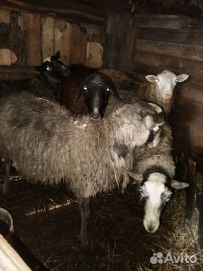 Бараны, Козы, Козел, Овечки на племя