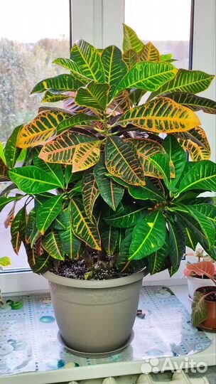 Кротон Петра