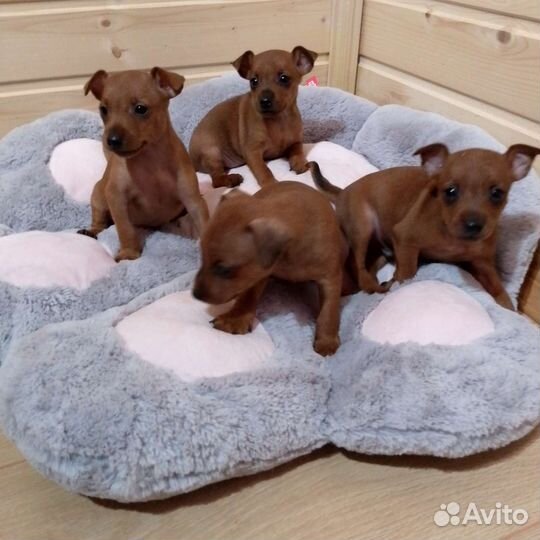 Цвергпинчеры - щенки