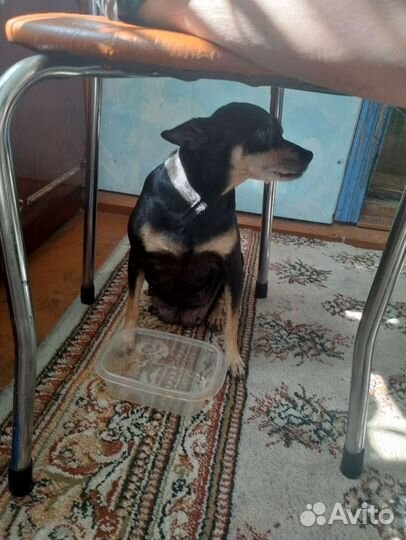 Той-терьер щенки