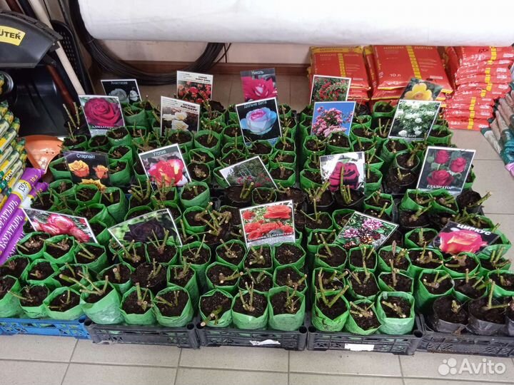 Рассада цветов