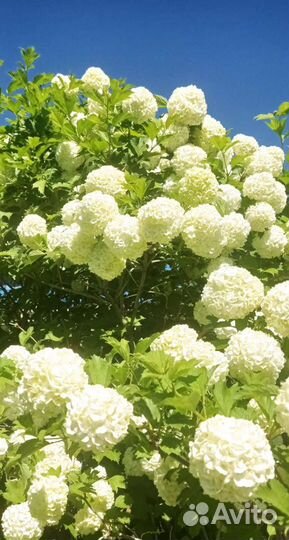 Калина Бульденеж