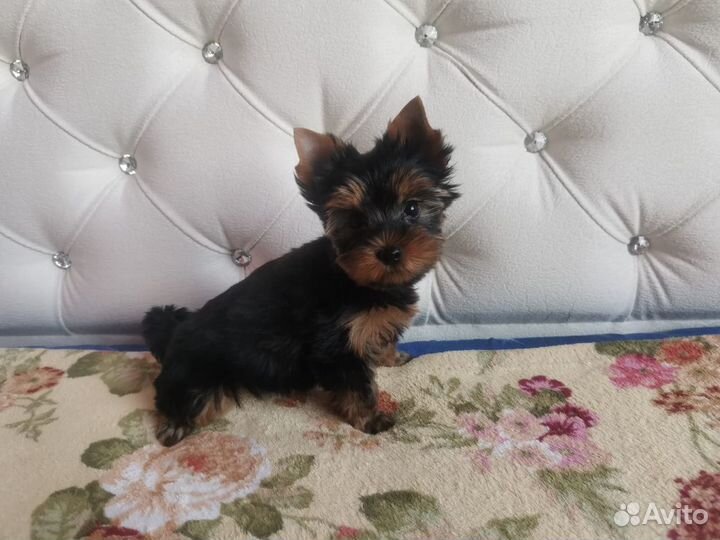 Замечательные йорики