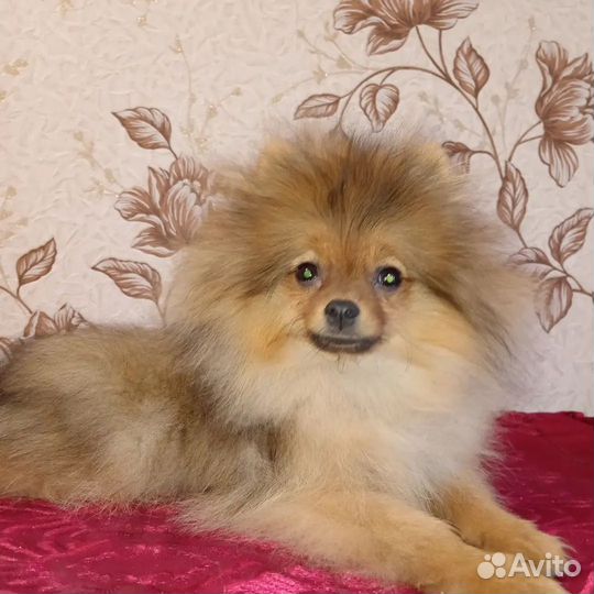Шпицули красотули