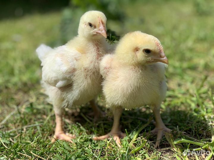 Цыплята росс 308