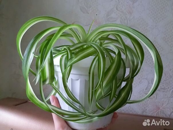 Хлорофитум кудрявый