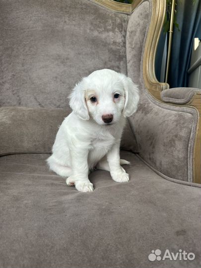 Щенок полуспаниель