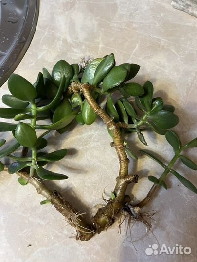 Денежное дерево толстянка крассула