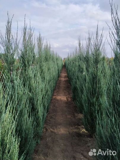 Можжевельник блю эрроу