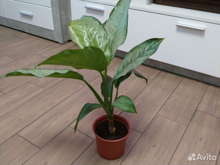 Аглаонема
