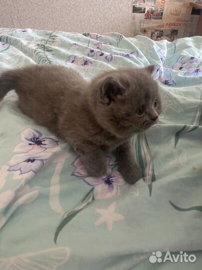 Британская кошка