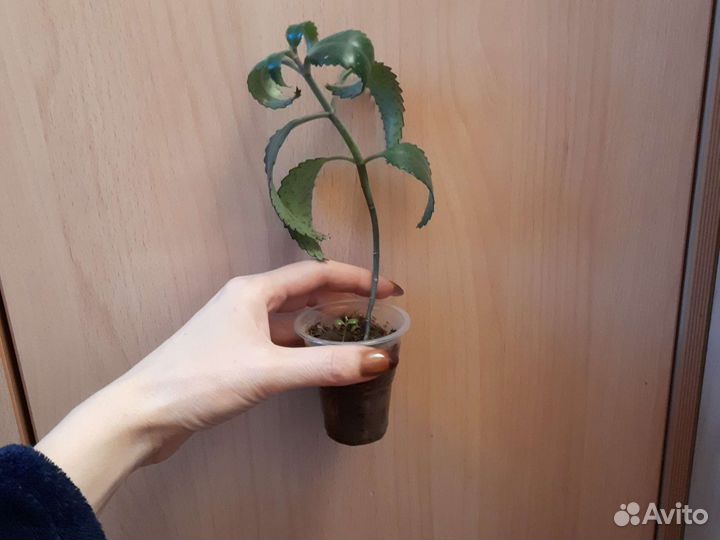 Продам цветы комнатные