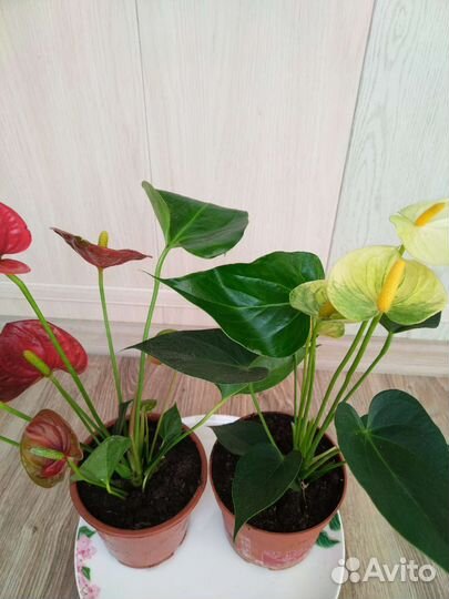 Комнатные цветы антуриум