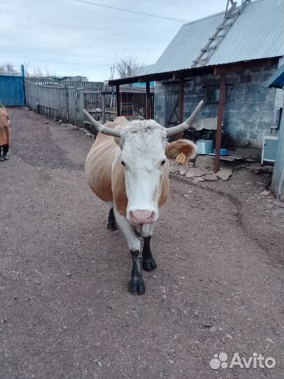 Корова стельная дойная