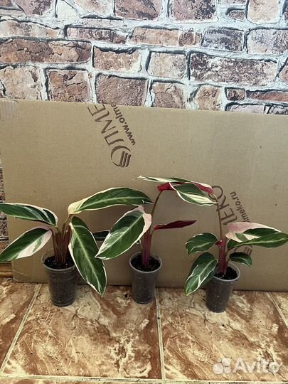 Строманта триколор Деленки