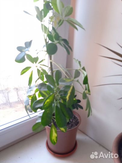 Шефлера, драцена, юкка