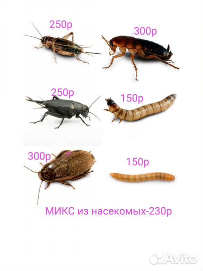 Кормовые насекомые(заморозка)