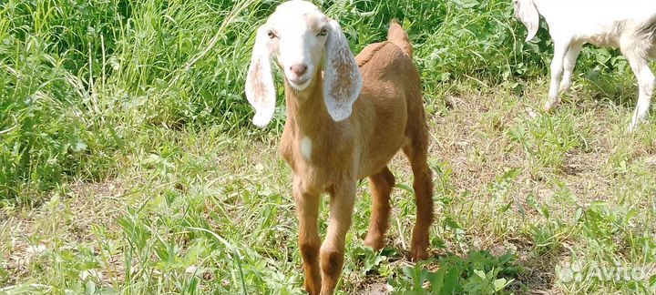 Нубийские козы