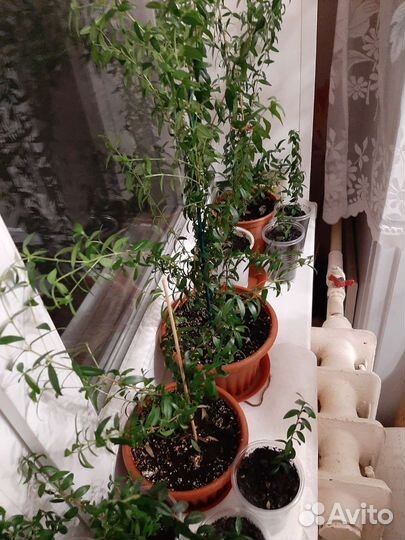 Миртовое дерево