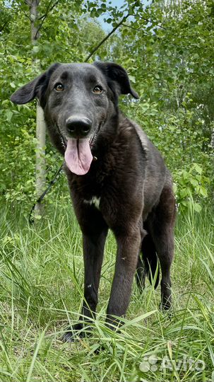 Собаку отдали в приют, спасите ее