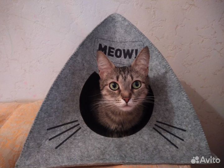 Отдам кошку в хорошие руки