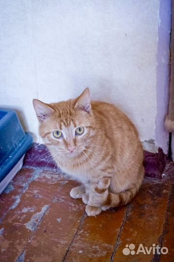 Рыжий полосатый юный кот. Бесплатно