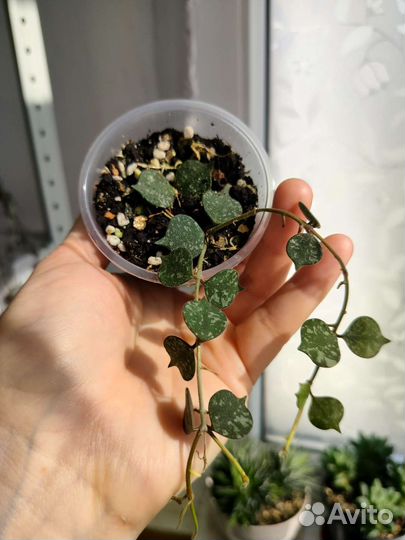 Крассулы Эхеверия Монаканта Пахифитум Суккуленты