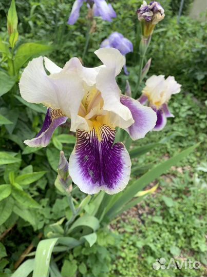 Ирисы бородатые